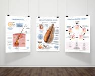 Sprawdź swoją wiedzę – tablice dydaktyczne, FRK.01, FRK.02, FRK.03, budowa włosa, cykl włosa